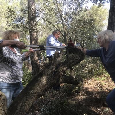 La taille des Oliviers 