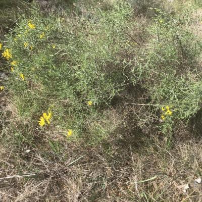 Genêt scorpion - Genista scorpius