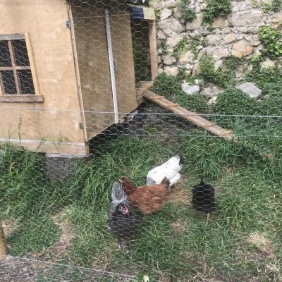 Les 4 poulettes