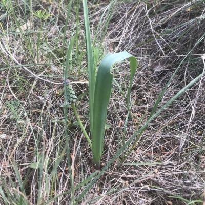 Muscari toupet - Muscari comosum