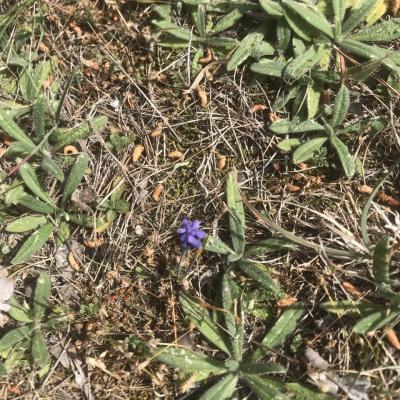 Muscari négligé - muscari neglectum